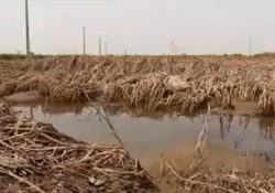 اقدام به خودکشی توسط دو دختر در مشهد + فیلم