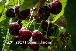 کشاورزان فراموش شده