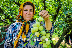 کشاورزان فراموش شده