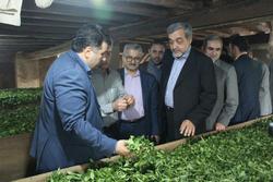 خنده سبز بر لب چایکاران کشور + فیلم