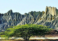 فیلمی زیبا از جوجه‌آوری فلامینگوها + فیلم
