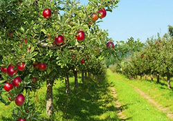 صدایی دلنشین که نویدبخش خبری شیرین است + فیلم