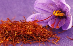 کاشت طلای سرخ به روش هیدروپونیک + فیلم