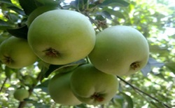 برداشت سیب در سمیرم