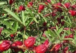 نمایی متفاوت از برداشت چای در فومن + فیلم