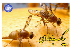 اقدامات جهاد کشاورزی بجستان برای کوتاه کردن دست دلالان + فیلم
