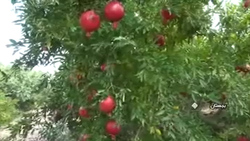 تولید سویق از سنجد در سمنان + فیلم