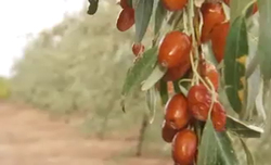 برگزاری نمایشگاه ساختمان پایدار، گامی در جهت کاهش آلودگی هوا + فیلم