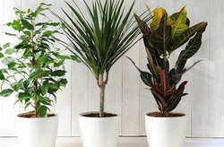 گیاهان پر آب و کم آب رو بشناسید + فیلم