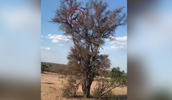 ویدئوی فرار دلهره آور گردشگران از خرس