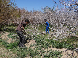 سرمازدگی باغات تبریز‎
