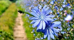 خواص کاسنی برای بدن + فیلم