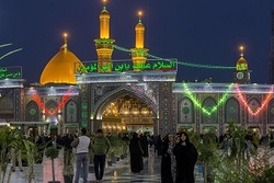 برداشت خرما از نخل‌های موجود در بین الحرمین + فیلم