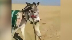 بخش خبری مجله خبری ۲۶ بهمن ۹۹ + فیلم