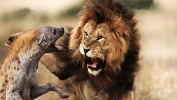 لحظه مرگ طبیعی یک شیر در جنگل + فیلم