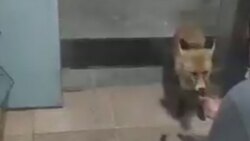 بخش خبری مجله خبری ۲۶ بهمن ۹۹ + فیلم