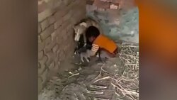 زنده خواری یک گورخر توسط کفتار + فیلم