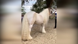حمل جالب اتاق خواب با استفاده از دوچرخه + فیلم