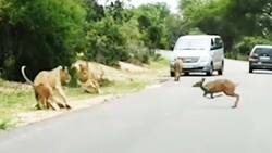 لقمه بزرگتر از دهان برای یک گله شیر + فیلم