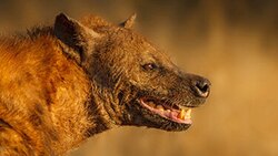 لحظه شکار سریع‌ السیر بزمجه توسط پلنگ + فیلم