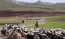 نقش عشایر در امنیت غذایی و ملی کشور + فیلم