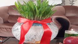 ایده جالب برای کاشت سبزه عید + فیلم
