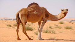 تعقیب و گریز دیدنی سمور و سنجاب بر روی درخت + فیلم