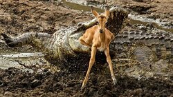 حیوانی عجیب الخلقه با یک پای اضافه روی بدنش + فیلم