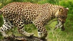 انداختن طعمه در آب توسط پرنده گوشت خوار برای ماهیگیری! + فیلم