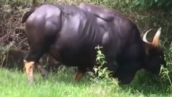 فیلم صحنه آهسته جذاب از لحظه برخورد قطره آب به یک مخروط