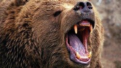 شکار ماهرانه ماهی توسط یک خرس سیاه + فیلم