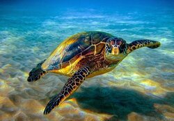 برداشت درخت دارچین برای ورود به صنعت خوراکی + فیلم
