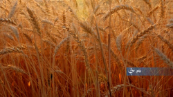 روزی به یاد خلیج همیشگی فارس + فیلم