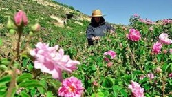 برداشت گل محمدی