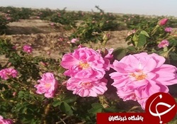 برداشت گل محمدی