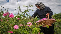 برداشت گل محمدی