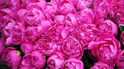 برداشت گل محمدی