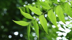 روش استخراج چلغوز از طبیعت + فیلم
