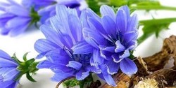 خواص کاسنی برای بدن + فیلم