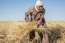 برداشت گندم در گیلان