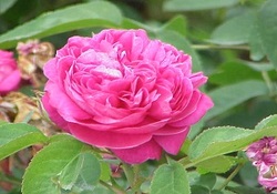 برداشت گل محمدی