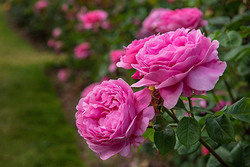 برداشت گل محمدی