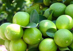 برداشت طلای سبز - هرمزگان