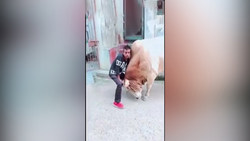 بوفالویی که قبل از مرگ، انتقامش را از یک شیر گرفت + فیلم