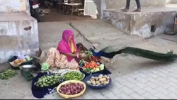 فیلمی دیدنی از سرزمین طاووس‌ها