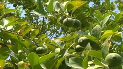 برداشت طلای سبز - هرمزگان