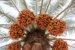 برداشت انگور - قزوین