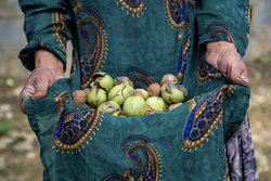 برداشت پنبه - گلستان