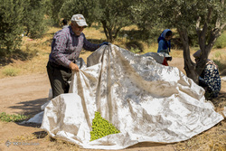 برداشت پنبه - گلستان