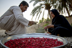 آخرین چین چای -  گیلان